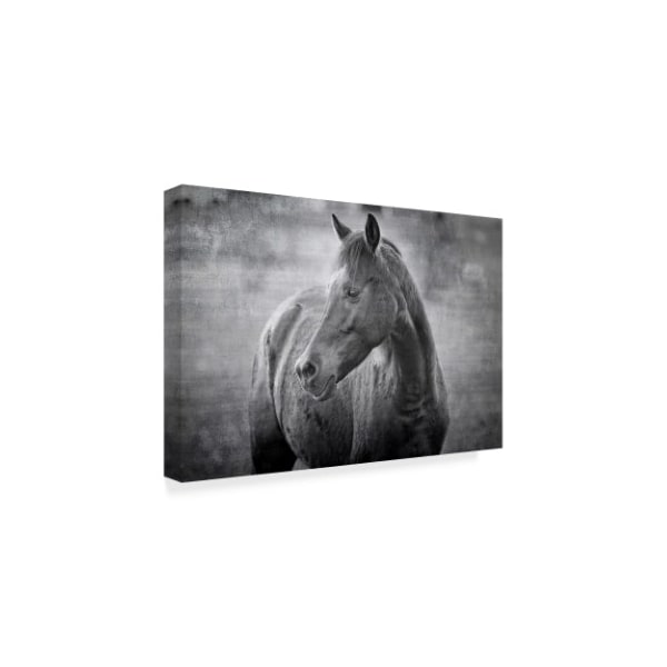 Beata Czyzowska Young 'Black And White Equine Portrait' Canvas Art,16x24